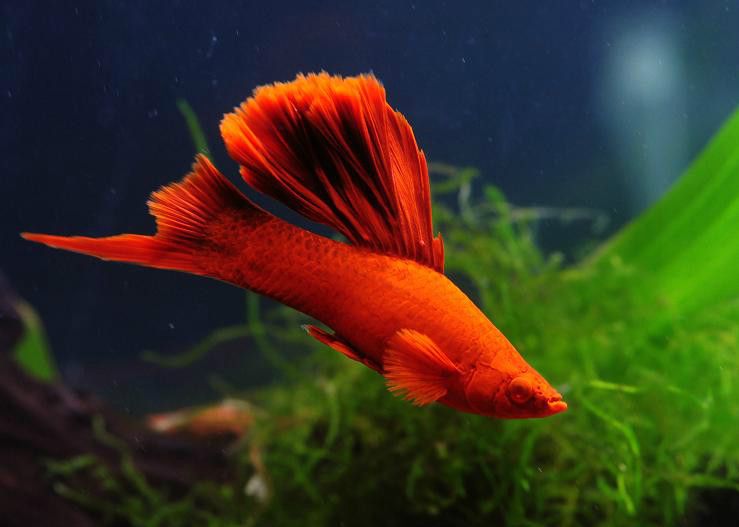 高鰭紅劍魚 高鰭紅劍魚