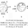 卵軸 卵軸