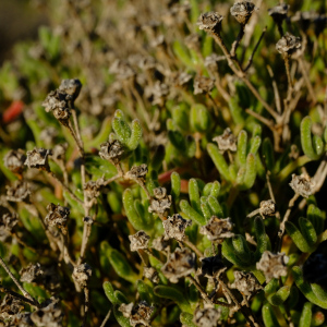 Drosanthemum deciduum