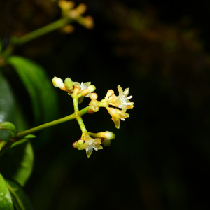 Psychotria antenniformis
