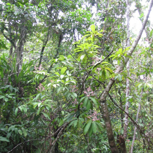 Tapeinosperma amieuense