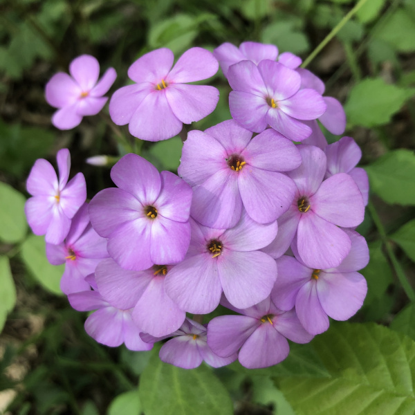 Phlox pulchra