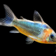 老鼠魚