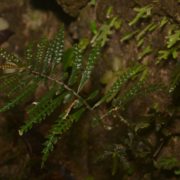 Pilea pteridophylla