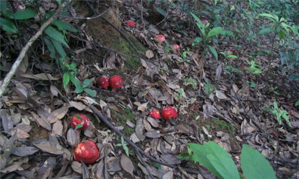 武夷山紅菇