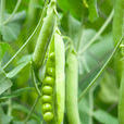 甜豌豆(植物)