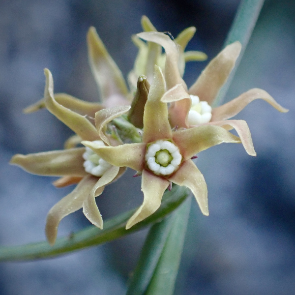 Pattalias palmeri