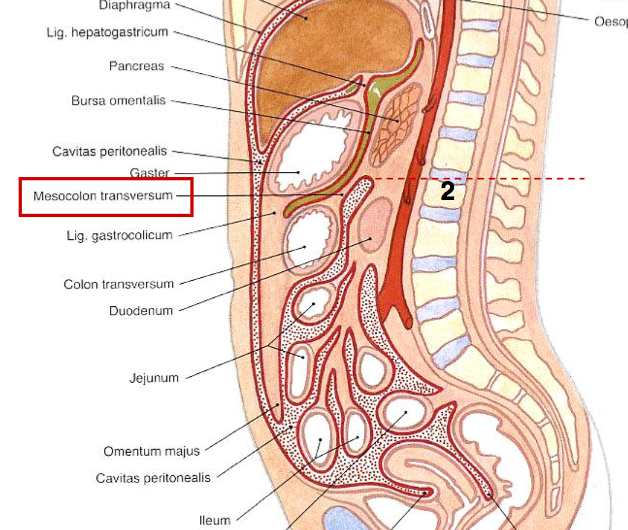 橫結腸系膜