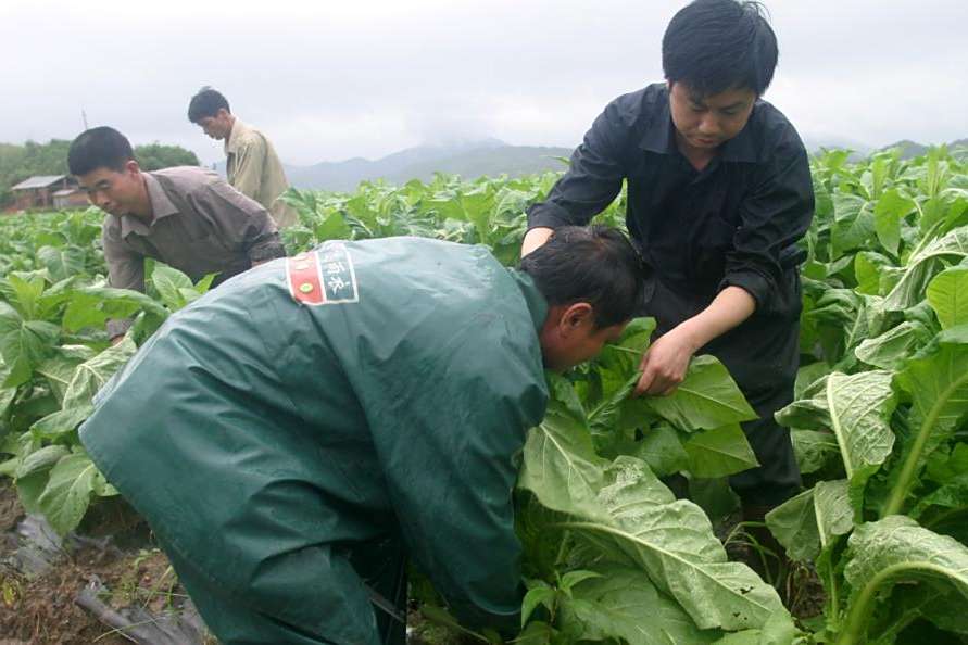驅蟲保苗節