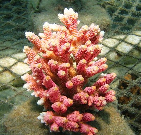 小水螅體珊瑚
