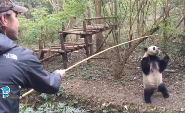 大熊貓毛筍