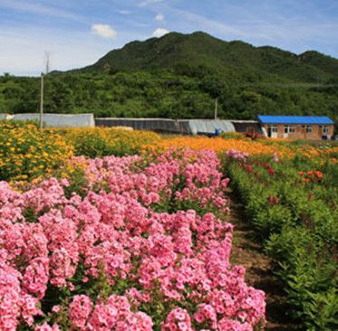 山西溝村 山西溝村