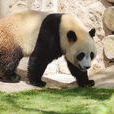 叮叮(濟南動物園大熊貓) 叮叮(濟南動物園大熊貓)
