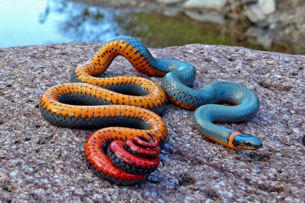 彩虹蛇(澳大利亞信仰)