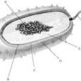 細菌染色體