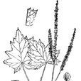 三面刀(三面刀) 三面刀(三面刀)