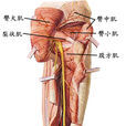 坐骨大孔 坐骨大孔