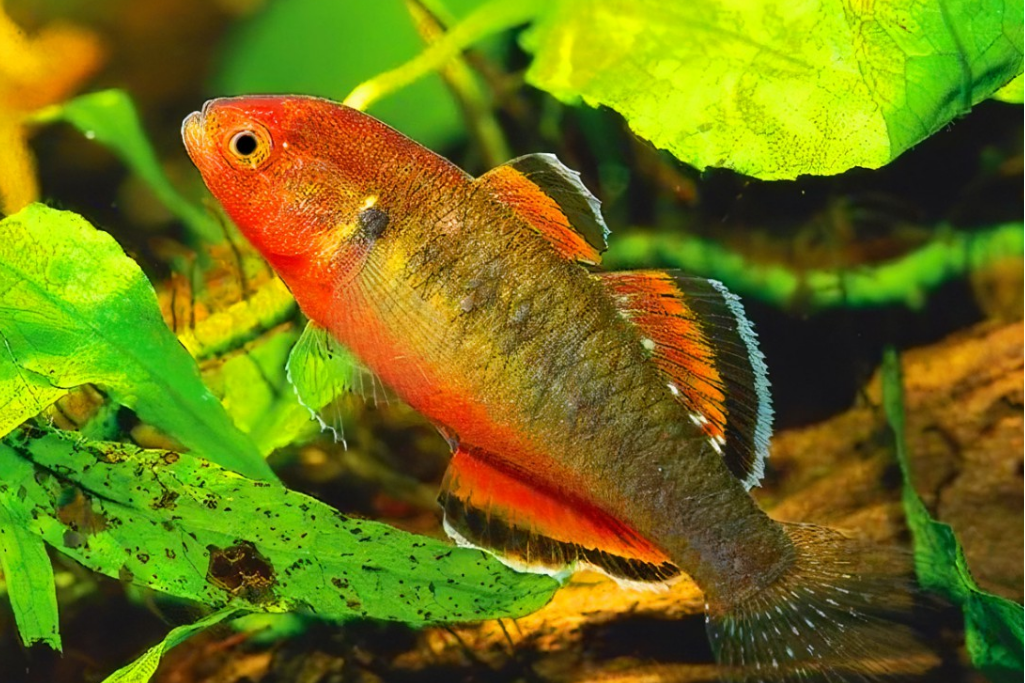 短黃黝魚 短黃黝魚