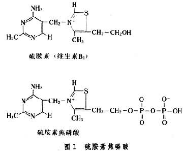 水溶性維生素B1(硫胺素)化學結構式