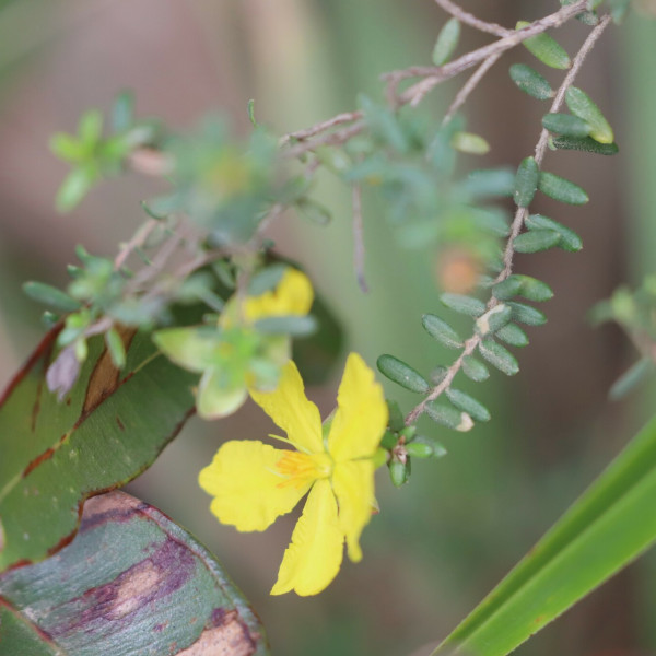 Hibbertia serpyllifolia