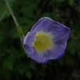 藍花土瓜 藍花土瓜