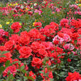 大使(薔薇屬栽培品種) 大使(薔薇屬栽培品種)