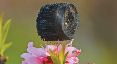 約8立方厘米的“碳海綿”立在桃花花蕊上