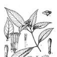 平滑蛇根草 平滑蛇根草