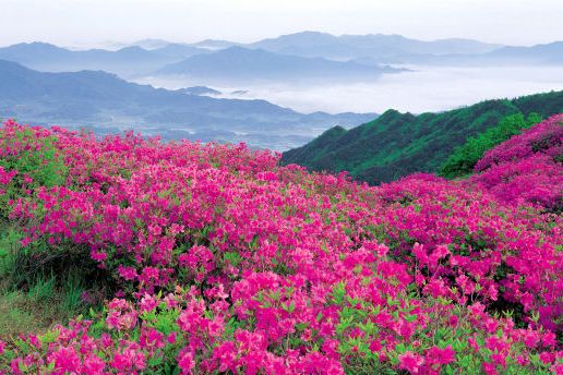 杜鵑花紅(以道德模範為背景並在霑益本土拍攝的電影) 杜鵑花紅(以道德模範為背景並在霑益本土拍攝的電影)