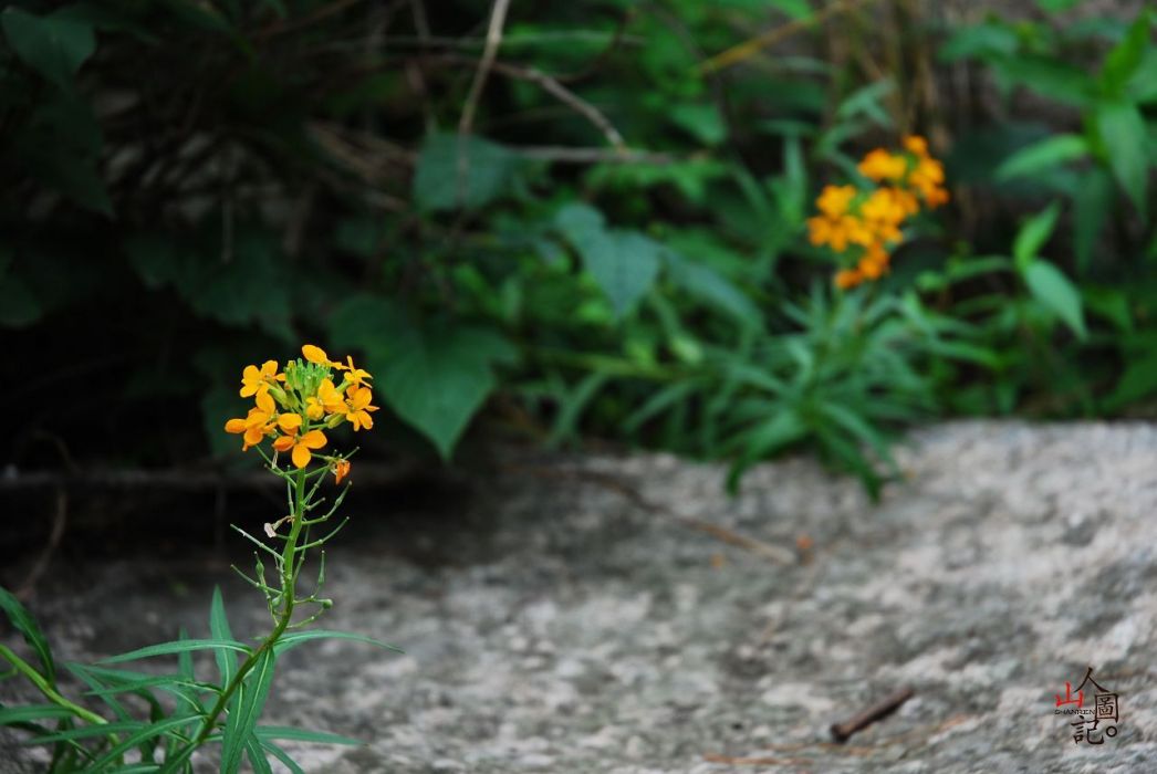 高山糖芥 高山糖芥
