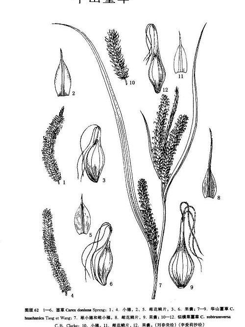 華山薹草 華山薹草