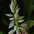 疏花山姜 疏花山姜