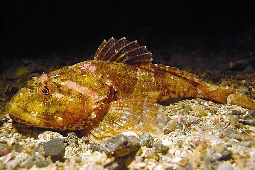 杜氏獅子魚 杜氏獅子魚