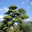 羅漢松科