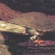 姬蟾頭龜