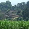 杏丁自然村