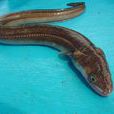 鰻(魚類) 鰻(魚類)
