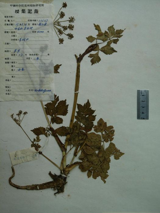 歸葉擬藁本 歸葉擬藁本