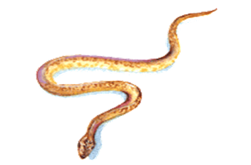 蛇螈