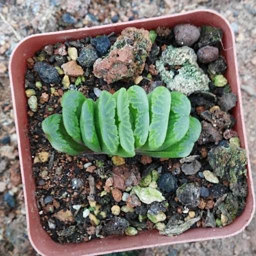 草扇 草扇