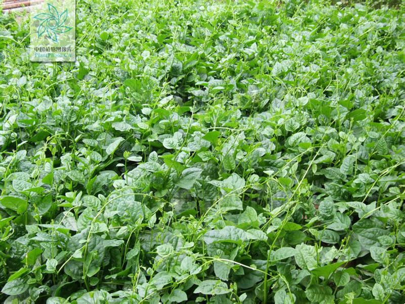野木耳菜(滿天飛) 野木耳菜(滿天飛)