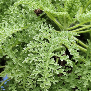 Scalesia helleri