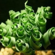 玉草1號 玉草1號