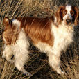 威爾斯史賓格犬(史賓格犬（威爾斯史賓格犬）)