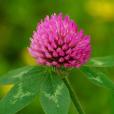 黃芒柄花 黃芒柄花