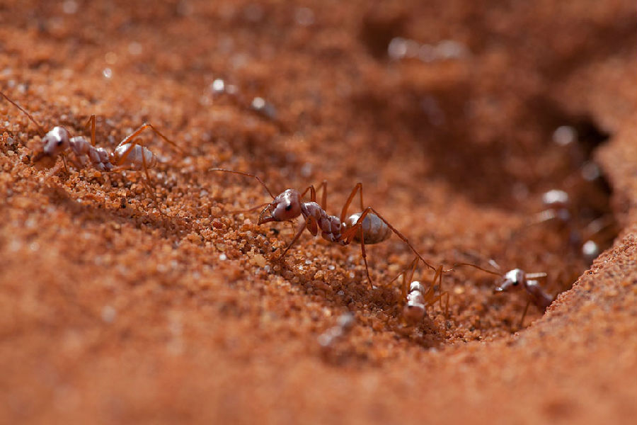 熱破蟻