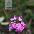 頭花馬先蒿 頭花馬先蒿