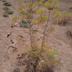 Ferula penninervis