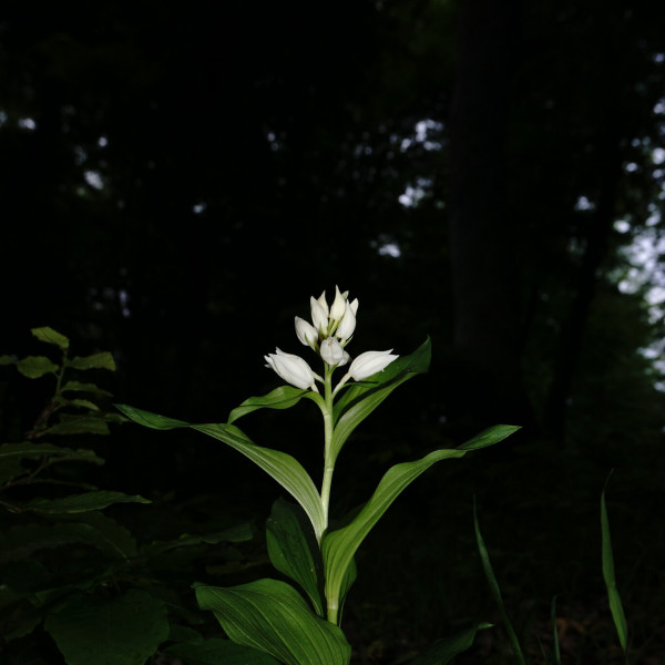 Cephalanthera caucasica