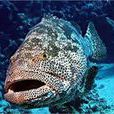 黑帶石斑魚